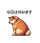 季節の変わり目に気遣い太っちょ柴犬（個別スタンプ：37）