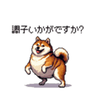 季節の変わり目に気遣い太っちょ柴犬（個別スタンプ：38）