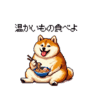 季節の変わり目に気遣い太っちょ柴犬（個別スタンプ：39）