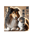 【再販】毎年使えるシェルティ♡年末年始（個別スタンプ：14）