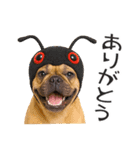 フレンチなブルさん【ダジャレ】（個別スタンプ：3）