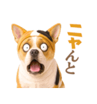 フレンチなブルさん【ダジャレ】（個別スタンプ：12）