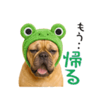 フレンチなブルさん【ダジャレ】（個別スタンプ：13）