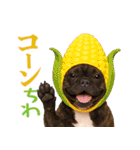 フレンチなブルさん【ダジャレ】（個別スタンプ：15）