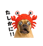 フレンチなブルさん【ダジャレ】（個別スタンプ：16）