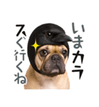 フレンチなブルさん【ダジャレ】（個別スタンプ：18）