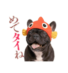 フレンチなブルさん【ダジャレ】（個別スタンプ：37）