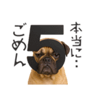 フレンチなブルさん【ダジャレ】（個別スタンプ：40）
