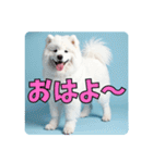 もふもふサモエド犬生活（個別スタンプ：1）