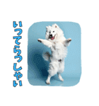 もふもふサモエド犬生活（個別スタンプ：2）