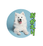 もふもふサモエド犬生活（個別スタンプ：3）