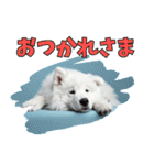 もふもふサモエド犬生活（個別スタンプ：4）