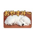 もふもふサモエド犬生活（個別スタンプ：5）