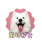 もふもふサモエド犬生活（個別スタンプ：6）