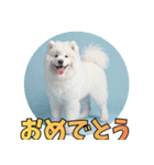 もふもふサモエド犬生活（個別スタンプ：7）