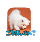 もふもふサモエド犬生活（個別スタンプ：8）