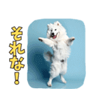 もふもふサモエド犬生活（個別スタンプ：9）