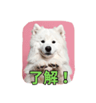 もふもふサモエド犬生活（個別スタンプ：10）