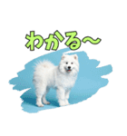 もふもふサモエド犬生活（個別スタンプ：11）