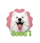 もふもふサモエド犬生活（個別スタンプ：12）