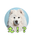 もふもふサモエド犬生活（個別スタンプ：13）
