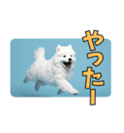もふもふサモエド犬生活（個別スタンプ：14）