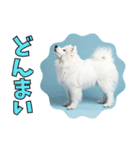 もふもふサモエド犬生活（個別スタンプ：15）