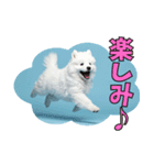 もふもふサモエド犬生活（個別スタンプ：16）