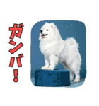 もふもふサモエド犬生活（個別スタンプ：17）