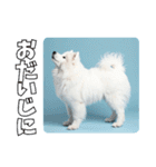 もふもふサモエド犬生活（個別スタンプ：18）