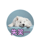 もふもふサモエド犬生活（個別スタンプ：20）