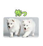 もふもふサモエド犬生活（個別スタンプ：21）