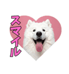 もふもふサモエド犬生活（個別スタンプ：22）