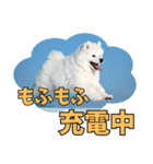 もふもふサモエド犬生活（個別スタンプ：23）