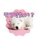 もふもふサモエド犬生活（個別スタンプ：24）