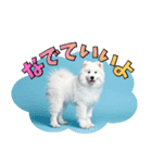 もふもふサモエド犬生活（個別スタンプ：25）