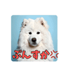 もふもふサモエド犬生活（個別スタンプ：26）