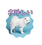 もふもふサモエド犬生活（個別スタンプ：27）
