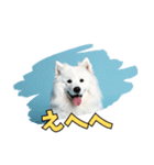 もふもふサモエド犬生活（個別スタンプ：28）