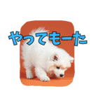 もふもふサモエド犬生活（個別スタンプ：29）