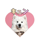 もふもふサモエド犬生活（個別スタンプ：30）