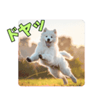 もふもふサモエド犬生活（個別スタンプ：31）