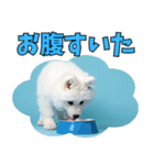もふもふサモエド犬生活（個別スタンプ：32）