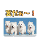もふもふサモエド犬生活（個別スタンプ：34）