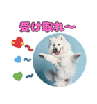 もふもふサモエド犬生活（個別スタンプ：35）