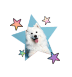 もふもふサモエド犬生活（個別スタンプ：36）
