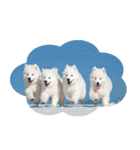 もふもふサモエド犬生活（個別スタンプ：37）