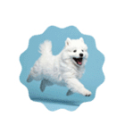 もふもふサモエド犬生活（個別スタンプ：38）
