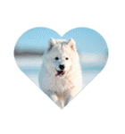 もふもふサモエド犬生活（個別スタンプ：39）