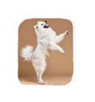 もふもふサモエド犬生活（個別スタンプ：40）